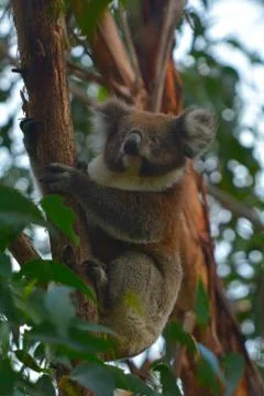 Koala climbing on a tree Stock Photos