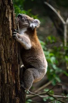 Koala Climbing a Tree Foto stock