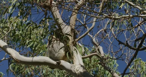 Koala Climbing a Tree Trunk, Pan Shot Stock Footage 316757776