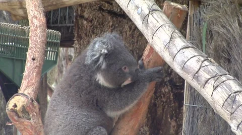 Koala climbs along tree then down to ground Stock Footage 8654701
