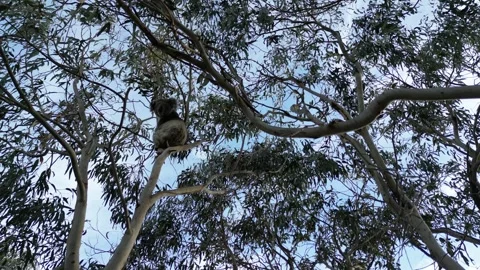A koala climbs a tree in its natural habitat, surrounded by green leaves Stock Footage 326973044