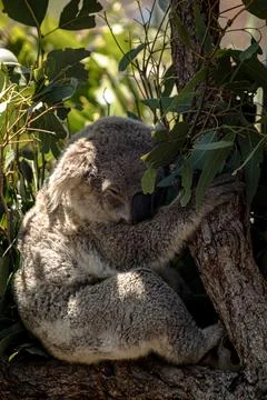 Koala clinging to a eucalyptus tree Stock Photos