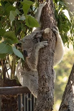 Koala clinging to a eucalyptus tree Stock Photos