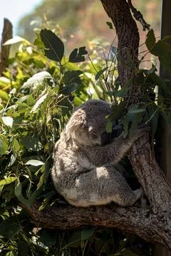 Koala clinging to a eucalyptus tree Stock Photos