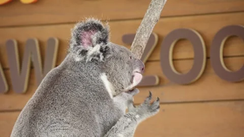Koala clings to branch with visible claws and ears 스톡 동영상 338009976