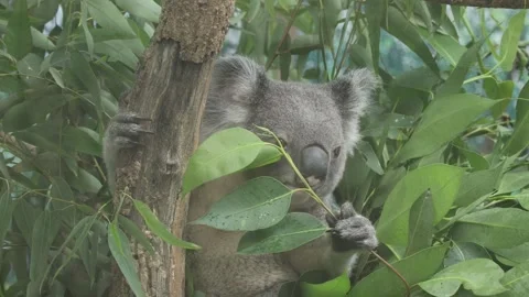Koala clings to a tree, munching eucalyptus leaves 스톡 동영상 338010620
