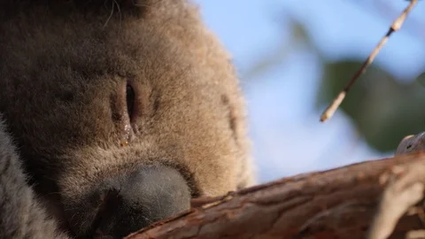 Koala Close Up 4k Stock Footage