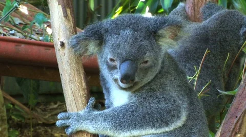 Koala close up Australia Stockbeeldmateriaal 157021