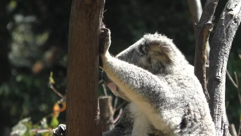 Koala Close Up in Gumtree Australia Stock Footage 317220981