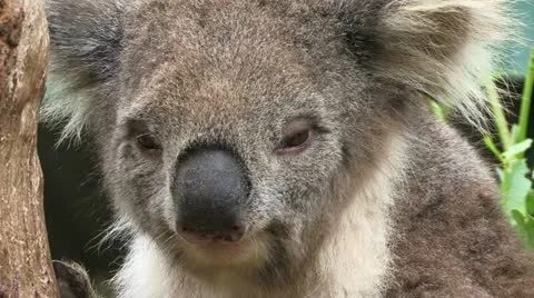 Koala close up of head 스톡 동영상 11330023
