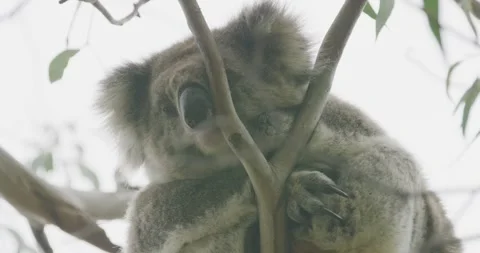 Koala Close Up Moving On Tree, Sleeping, 8K Stock Footage 334015916