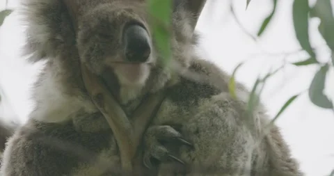 Koala, Close up On Tree, Big Nails, 8K Stock Footage 334019821