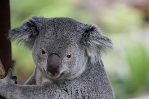 Koala Closeup 스톡 사진