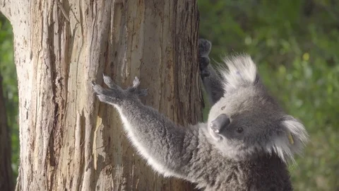Koala clutching the side of a tree Stock Footage 83867173