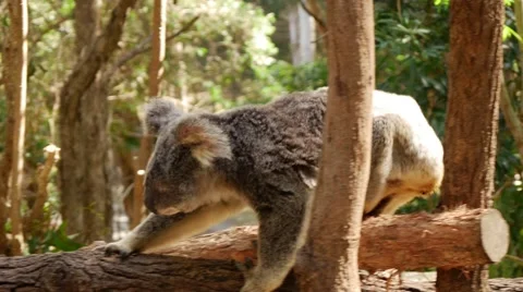 Koala Crawling Across Tree Branch - Tracking Shot Stock Footage 67244265