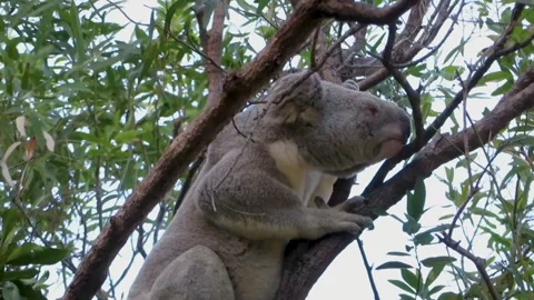 Koala crawling through eucalyptus tree looking for food. Stock Footage 280240708