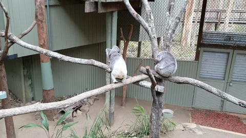 Koala at Daisy hill koala sanctuary in Brisbane, Australia Stock Footage