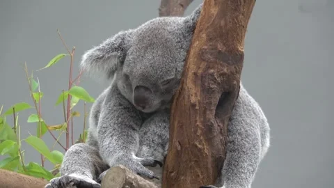 A koala is dozing in the branches of an eucalyptus tree. Stock Footage 282515798