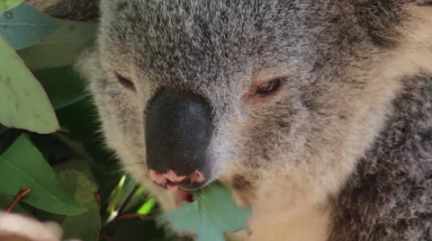 Koala Eating Close-Up 2 Stock Footage 54648928