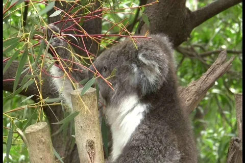 Koala Eating Close Up Vídeos de archivo 548881