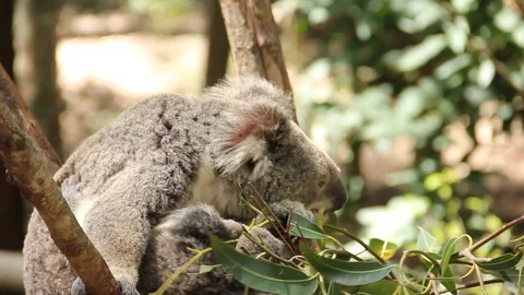 Koala eating eucaliptus Stock Footage 124092866