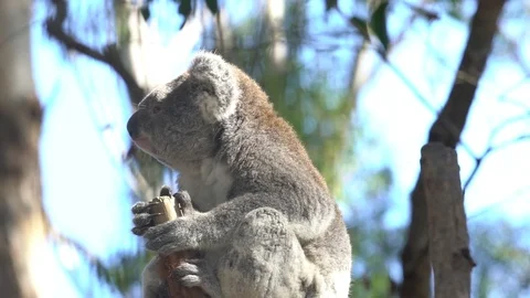 Koala eating eucalyptus Video stock 80318353