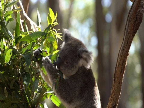 Koala eating eucalyptus Video stock 80395550