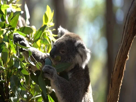 Koala eating eucalyptus Video stock 80396817