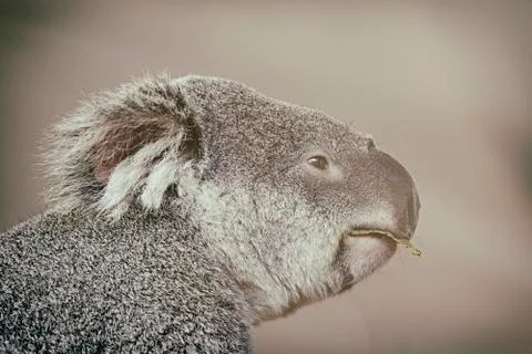 Koala eating eucalyptus leaf Stock Photos