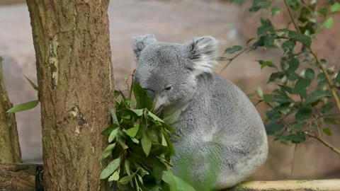 Koala eating eucalyptus leaves Stock Footage 173839673