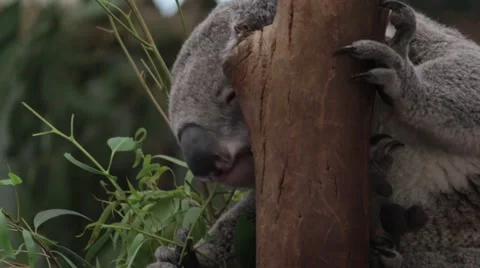 Koala eating Eucalyptus leaves in on the tree Stock Footage 39990214