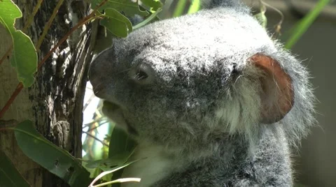 Koala eating Stock Footage 11059154