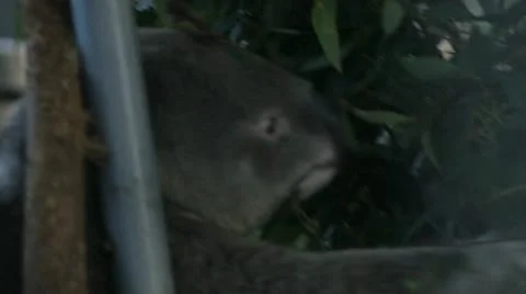 Koala Eating Stock Footage 11271146