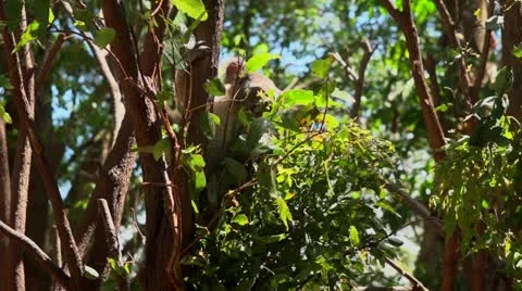 Koala eating Video stock 21227756