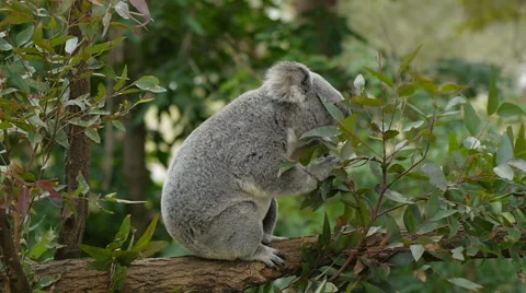 Koala Eating Stock Footage 40522492