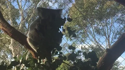Koala eating Stock Footage 56821562