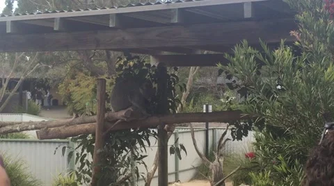 Koala eating Stock Footage 56821687