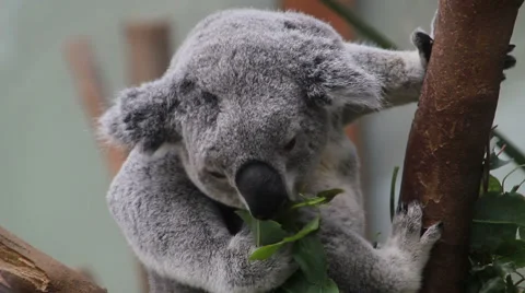 Koala eating Stock Footage 63224989