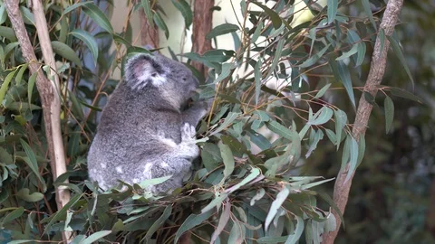 Koala Eating Vídeos de archivo 94642329
