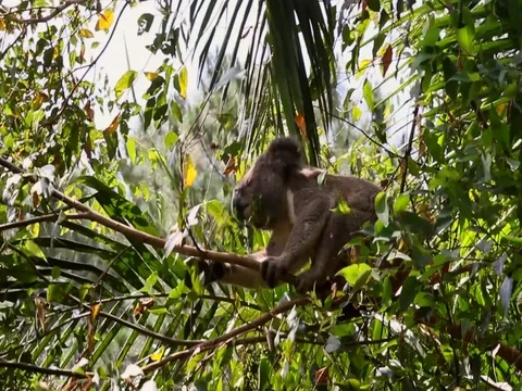 Koala eating Stock Footage 99804291