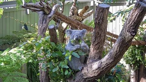 Koala eating Video stock 113707704