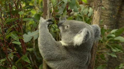 Koala Eating Gum Tree Stock Footage