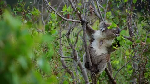 Koala Eating Leafs 動画素材 303020930