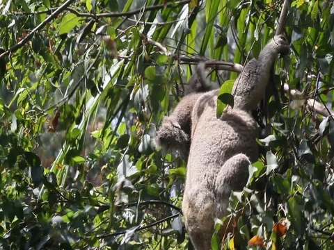 KOALA eating leaves Stock Footage 100048596