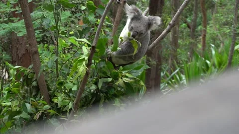 Koala Eating Leaves Stock Footage 168713463