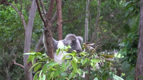 Koala Eating Leaves Stock Footage 168713523