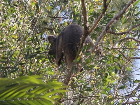 Koala eating Melaleuca Stock Footage 100041297