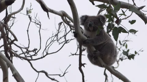 Koala eating in tree Stock Footage 244767710