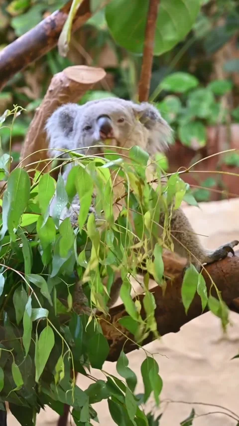 A Koala eats eucaliptys leaves Video stock 278402775