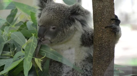 Koala eats eucalyptus leaf Stock Footage 56276209